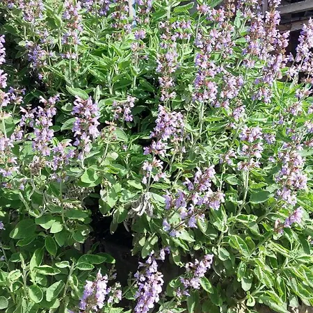 Via Castello Da Mary Holiday home *