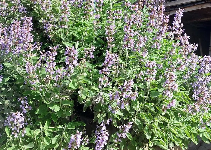 Via Castello Da Mary בית נופש *